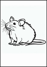 Ratten - Dieren4