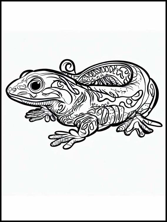 Salamanders - Animals 1