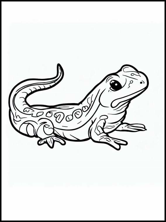 Salamanders - Dieren 2
