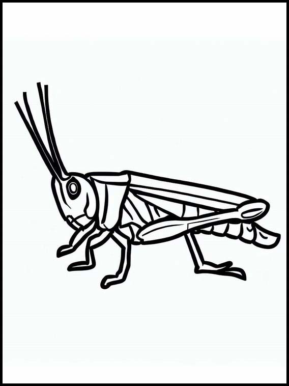 Grasshoppers - Animals 1