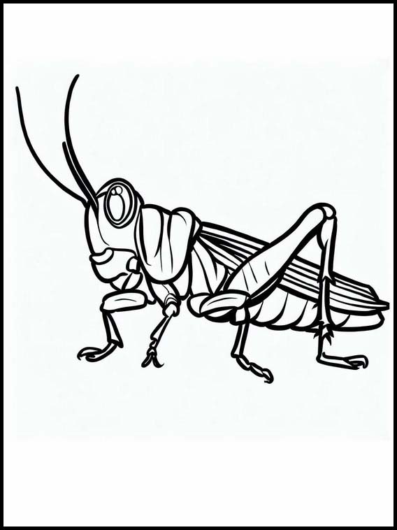 Grasshoppers - Animals 3