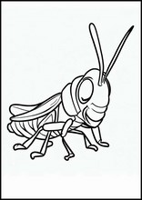 Græshopper - Dyr2