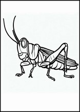 Grasshoppers - Animals3