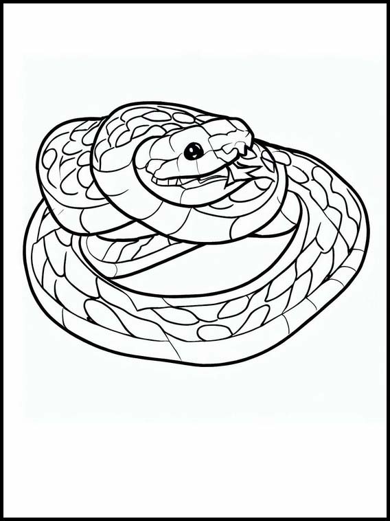 Slangen - Dieren 4