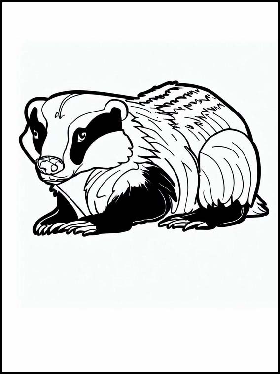 Badgers - Animals 1