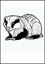 Badgers - Animals1