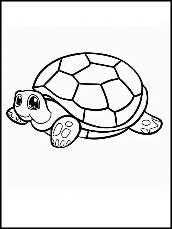 Schildpadden - Dieren 4