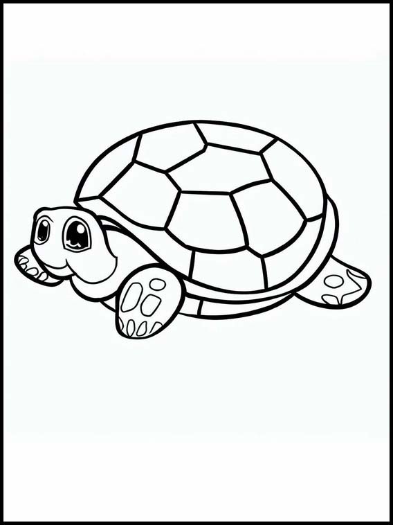 Tortues - Animaux 4