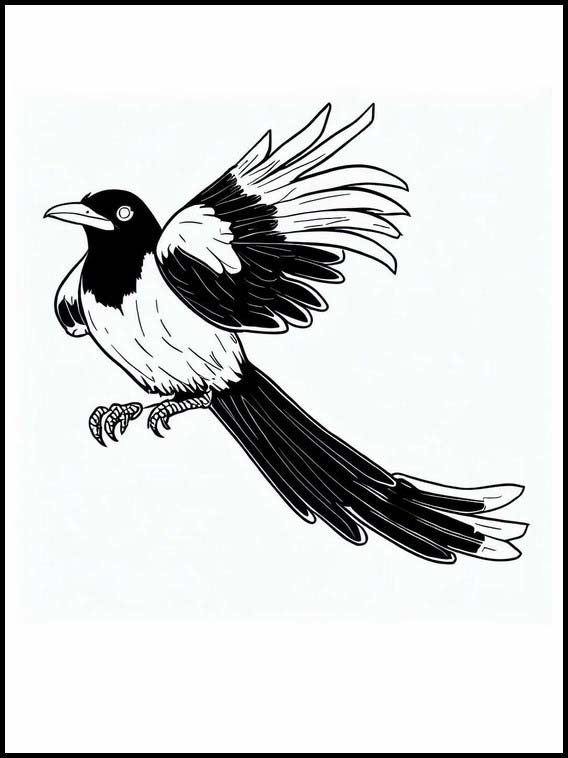 Magpies - Animals 1