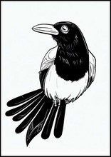 Magpies - Animals2