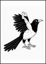Magpies - Animals3