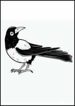 Magpies - Animals4