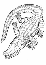 Dyr200