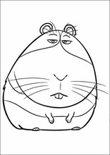 펫10
