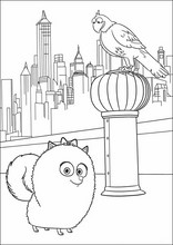 펫16