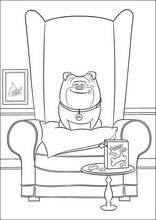 펫2