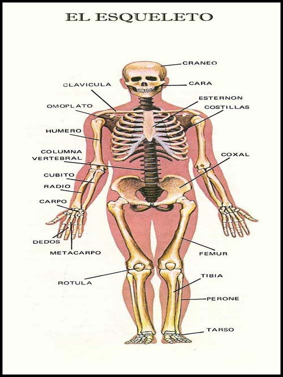 O corpo humano para aprender espanhol 19