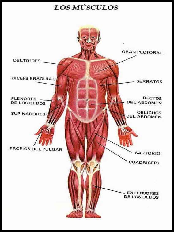 O corpo humano para aprender espanhol 25