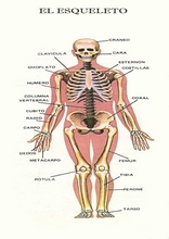 O corpo humano para aprender espanhol19