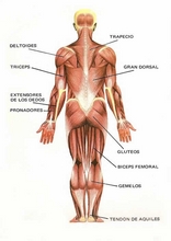 O corpo humano para aprender espanhol26