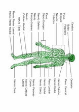 O corpo humano para aprender espanhol27