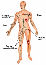 O corpo humano para aprender espanhol36